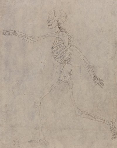 Mänskligt skelett, sidovy av George Stubbs