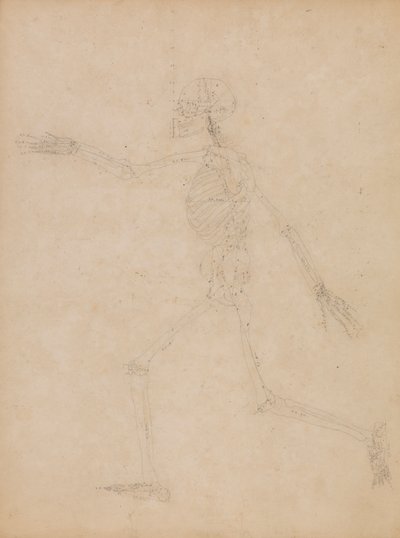 Mänskligt skelett, sidovy av George Stubbs