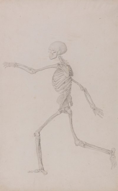 Mänskligt skelett, sidovy sedd från vänster, löpande (färdig studie för tabell III) av George Stubbs