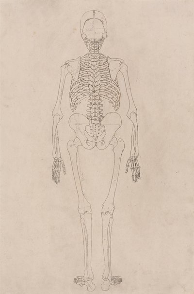 Mänskligt skelett, posterior vy (avser tabell II) av George Stubbs