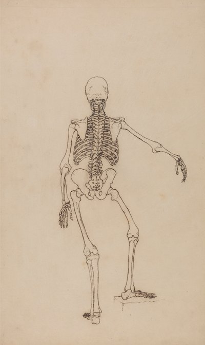 Mänskligt skelett, bakifrån av George Stubbs