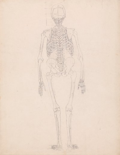 Mänskligt skelett, bakifrån av George Stubbs