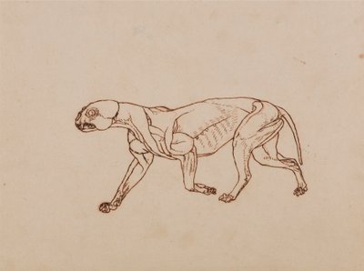 Leopardkropp, sidovy av George Stubbs