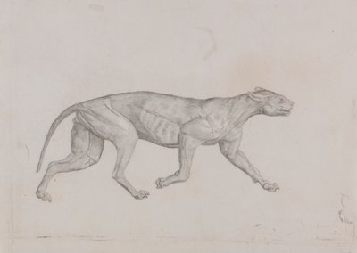 Leopardkropp, sidovy av George Stubbs