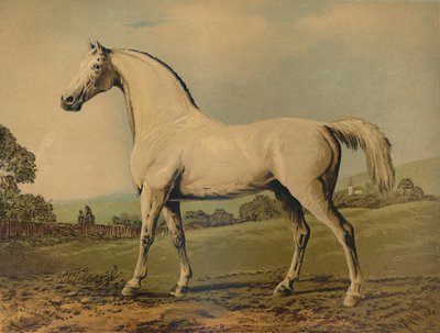 Mambrino. Uppfödd av Lord Grosvenor, c1770-talet, c1879. av George Stubbs