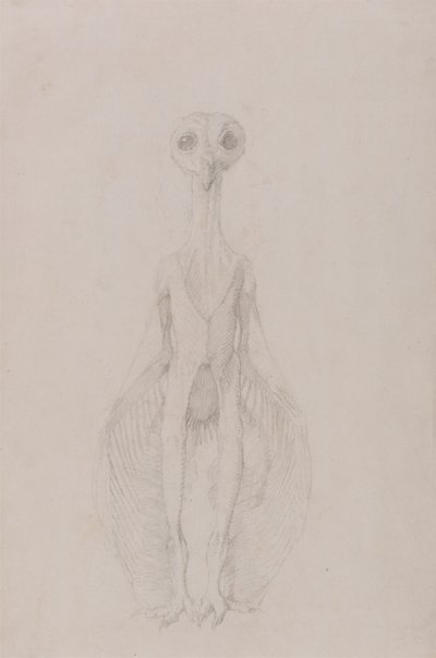 Uggla Stående, Framifrån av George Stubbs