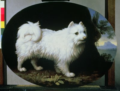 Porträtt av fru Frenchs vita knähund, 1782 av George Stubbs