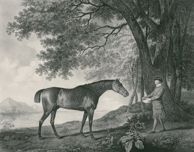 Sharke, graverad av George Townley Stubbs (1756-1815) pub. 1794 (etsning) av George Stubbs