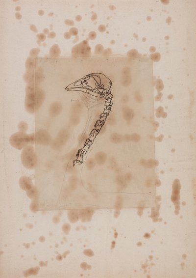 Studie av ett hönshuvud och en hals, lateral vy, från en jämförande anatomisk beskrivning av människokroppens struktur med en tiger och en vanlig höns, 1795-1806 (penna & bläck och grafit på papper av George Stubbs