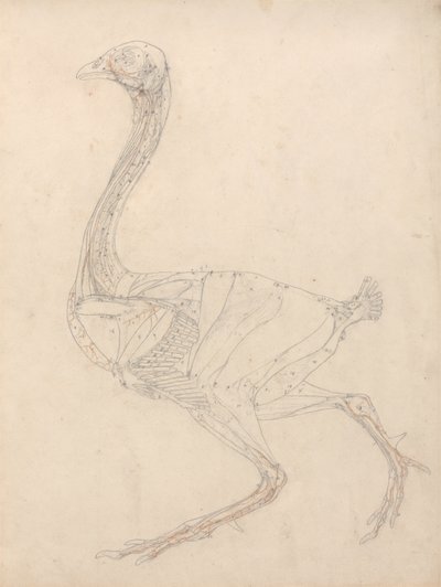 Studie av en fågel, sidovy, diagram för nyckel till tabell XV, från en jämförande anatomisk beskrivning av människokroppens struktur med en tiger och en vanlig fågel, 1795-1806 (grafit & om av George Stubbs