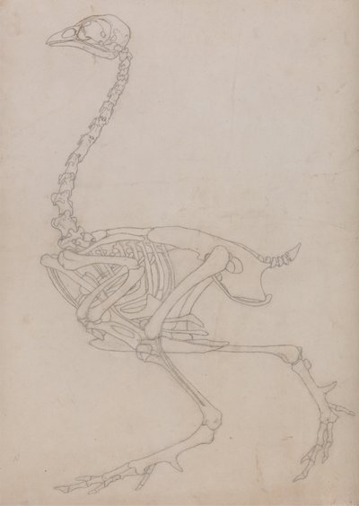 Studie av en fågel, sidovy, från en jämförande anatomisk beskrivning av människokroppens struktur med en tiger och en vanlig fågel, 1795-1806 (grafit på tunt vävt papper) av George Stubbs