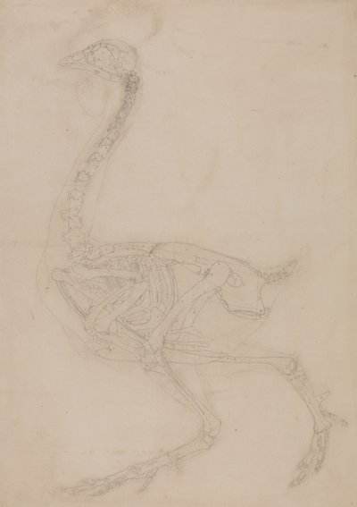 Studie av en fågel, sidovy, från en jämförande anatomisk utläggning av människokroppens struktur med en tiger och en vanlig fågel, 1795-1806 (grafit på vävt papper) av George Stubbs