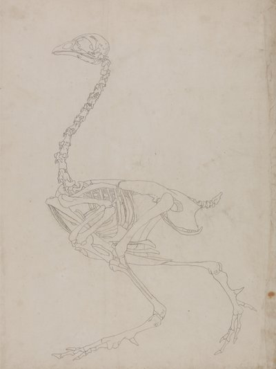 Studie av en fågel, sidovy, från en jämförande anatomisk beskrivning av människokroppens struktur med en tiger och en vanlig fågel, 1795-1806 (grafit på tunt vävt papper) av George Stubbs