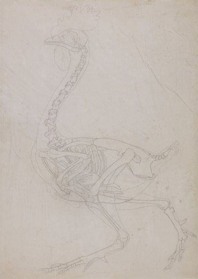 Studie av en fågel, sidovy, från en jämförande anatomisk beskrivning av människokroppens struktur med en tiger och en vanlig fågel, 1795-1806 (grafit på tunt vävt papper) av George Stubbs