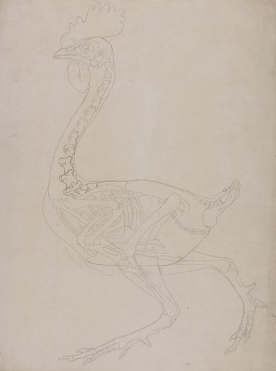 Studie av en fågel, sidovy, från en jämförande anatomisk beskrivning av människokroppens struktur med en tiger och en vanlig fågel, 1795-1806 (grafit på tunt vävt papper) av George Stubbs