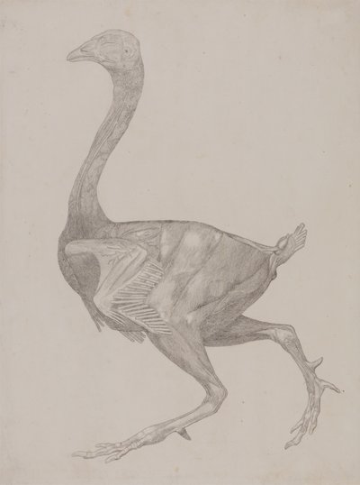 Studie av en fågel, sidovy, från en jämförande anatomisk beskrivning av människokroppens struktur med en tiger och en vanlig fågel, 1795-1806 (grafit på tunt vävt papper) av George Stubbs