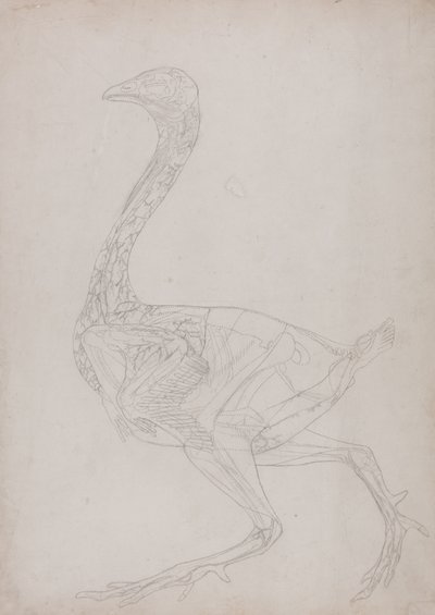 Studie av en fågel, sidovy, från en jämförande anatomisk beskrivning av människokroppens struktur med en tiger och en vanlig fågel, 1795-1806 (grafit på tunt vävt papper) av George Stubbs