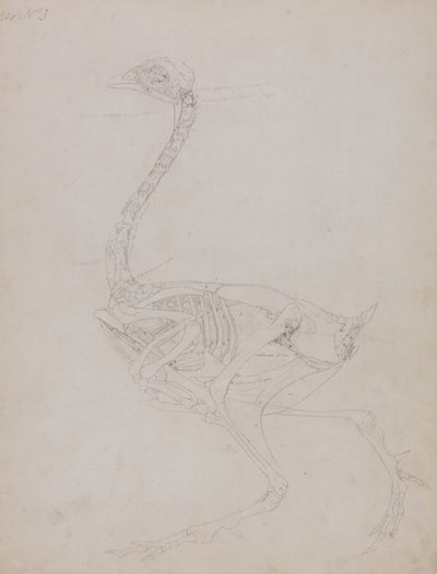 Studie av en fågel, sidovy, från en jämförande anatomisk beskrivning av människokroppens struktur med en tiger och en vanlig fågel, 1795-1806 (grafit på tunt vävt papper) av George Stubbs