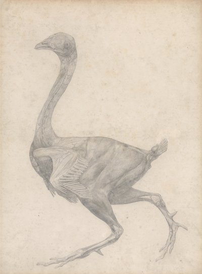 Studie av en fågel, sidovy, med hud och underliggande fascialager borttagna, från A Comparative Anatomical Exposition of the Structure of the Human Body with the of a Tiger and a Common Fowl, 1795 av George Stubbs