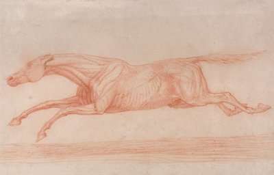 Studie av en kapplöpningshäst i aktion:  Galopp till vänster, en semi anatomisk studie, med huden flådd för att visa musklernas funktion av George Stubbs