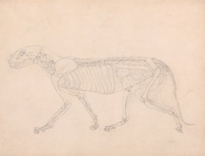 Studie av en tiger, sidovy, abdominala inälvor exponerade, från en jämförande anatomisk beskrivning av människokroppens struktur med en tiger och en höns, ca 1795-1806 (grafit på av George Stubbs