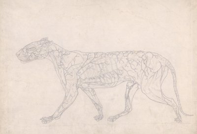 Studie av en tiger, sidovy, diagram som visar den subkutana blodförsörjningen, från A Comparative Anatomical Exposition of the Structure of the Human Body with that of a Tiger and a Common Fowl, 1795- av George Stubbs