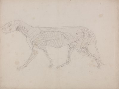 Studie av en tiger, sidovy, från en jämförande anatomisk beskrivning av människokroppens struktur med en tiger och en höns, ca 1795-1806 (grafit på patronpapper) av George Stubbs