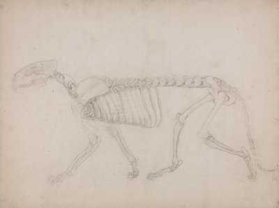 Studie av en tiger, sidovy, från en jämförande anatomisk utläggning av människokroppens struktur med en tiger och en höns, 1795-1806 (grafit på kraftigt vävt papper) av George Stubbs