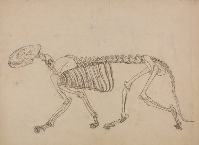 Studie av en tiger, sidovy, från en jämförande anatomisk utläggning av människokroppens struktur med en tiger och en höns, 1795-1806 (penna & bläck och grafit på tunt vävt papper av George Stubbs