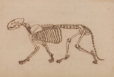 Studie av en tiger, sidovy, från en jämförande anatomisk utläggning av människokroppens struktur med en tiger och en höns, 1795-1806 (svart bläck över kritagrafit på tunga vävar) av George Stubbs