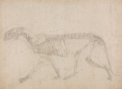 Studie av en tiger, sidovy, från A Comparative Anatomical Exposition of the Structure of the Human Body with that of a Tiger and a Common Fowl, 1795-1806 (grafit på tjockt papper) av George Stubbs