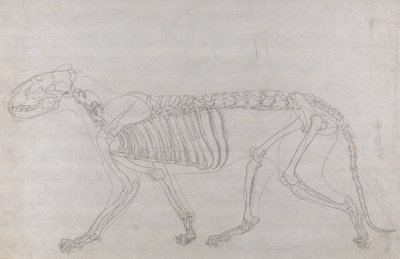 Studie av en tiger, sidovy, från A Comparative Anatomical Exposition of the Structure of the Human Body with that of a Tiger and a Common Fowl, 1795-1806 (grafit på tunt papper) av George Stubbs