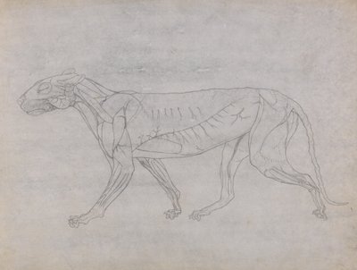 Studie av en tiger, sidovy, från en jämförande anatomisk utläggning av människokroppens struktur med en tiger och en höns, 1795-1806 (grafit på tunt vävt papper) av George Stubbs
