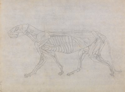Studie av en tiger, sidovy, från en jämförande anatomisk utläggning av människokroppens struktur med en tiger och en höns, 1795-1806 (grafit på tunt vävt papper) av George Stubbs