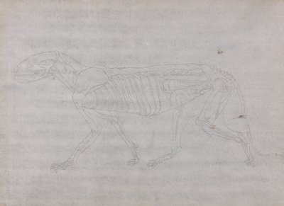 Studie av en tiger, sidovy, från en jämförande anatomisk utläggning av människokroppens struktur med en tiger och en höns, 1795-1806 (grafit på tunt vävt papper) av George Stubbs