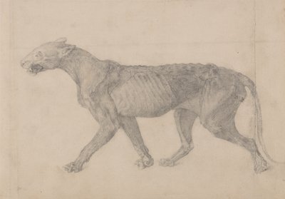 Studie av en tiger, sidovy, från en jämförande anatomisk utläggning av människokroppens struktur med en tiger och en höns, 1795-1806 (grafit på lagt papper) av George Stubbs