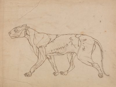 Studie av en tiger, sidovy, från en jämförande anatomisk utläggning av människokroppens struktur med en tiger och en höns, 1795-1806 (grafit på kraftigt vävt papper) av George Stubbs