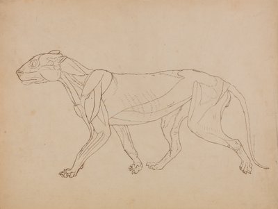 Studie av en tiger, sidovy, från en jämförande anatomisk beskrivning av människokroppens struktur med en tiger och en höns, 1795-1806 (penna & bläck över grafit & krita på vävd p av George Stubbs