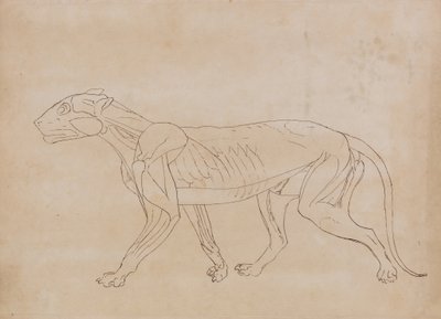 Studie av en tiger, sidovy, från en jämförande anatomisk beskrivning av människokroppens struktur med en tiger och en fågelhöna, 1795-1806 (penna och svart bläck över grafit på vävd papper av George Stubbs