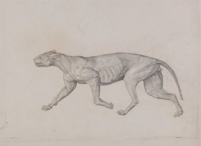 Studie av en tiger, sidovy, från en jämförande anatomisk utläggning av människokroppens struktur med en tiger och en höns, 1795-1806 (grafit med röd krita på tunt vävt papper av George Stubbs