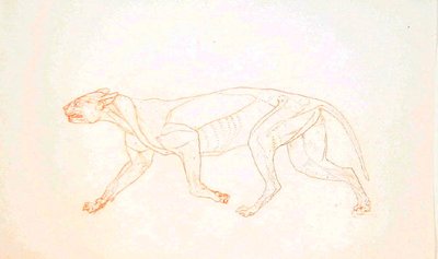 Studie av en tiger, sidovy, från en jämförande anatomisk utläggning av människokroppens struktur med en tiger och en höns, 1795-1806 (röd kritgrafit på vävt papper) av George Stubbs