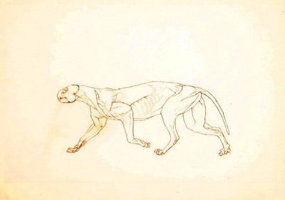 Studie av en tiger, sidovy, från en jämförande anatomisk utläggning av människokroppens struktur med en tiger och en fågelhöna, 1795-1806 (penna och bläck över röd krita på tunn vävd papper av George Stubbs