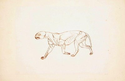 Studie av en tiger, sidovy, från en jämförande anatomisk utläggning av människokroppens struktur med en tiger och en fågelhöna, 1795-1806 (penna och bläck över röd krita på tunn vävd papper av George Stubbs