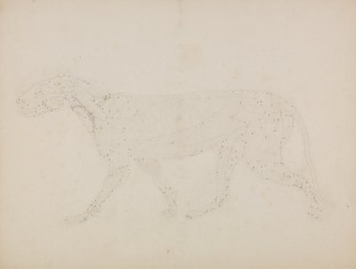 Studie av en tiger, sidovy, från "En jämförande anatomisk beskrivning av människokroppens struktur med en tiger och en vanlig fågel" av George Stubbs