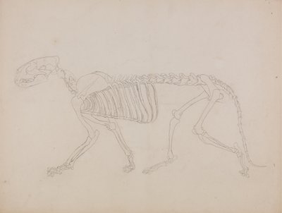 Studie av en tiger, sidovy, från "En jämförande anatomisk beskrivning av människokroppens struktur med en tiger och en vanlig fågel" av George Stubbs
