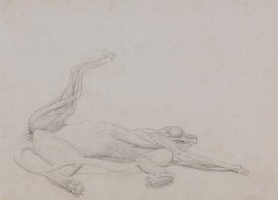 Studie av en tiger, liggande, sedd ventralt, från en jämförande anatomisk beskrivning av människokroppens struktur med en tiger och en höns, 1795-1806 (grafit på tunt vävt papper av George Stubbs