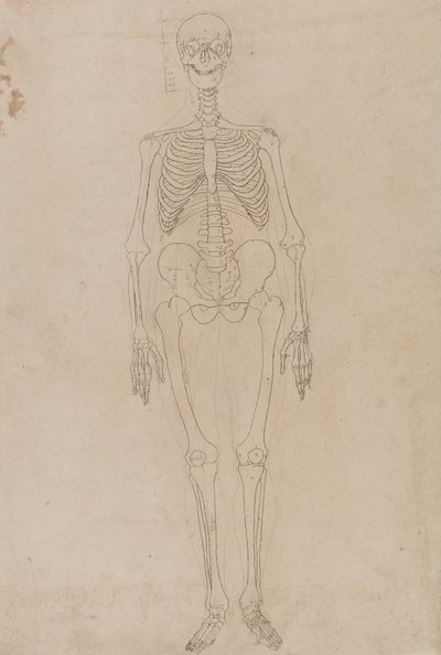 Studie av människofiguren, framifrån, från en jämförande anatomisk utläggning av människokroppens struktur med en tiger och en höns, ca 1795-1806 (grafit och bläck på papper) av George Stubbs