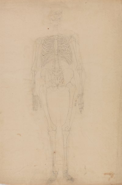 Studie av människofiguren, framifrån, från en jämförande anatomisk utläggning av människokroppens struktur med en tiger och en höns, ca 1795-1806 (grafit på papper) av George Stubbs
