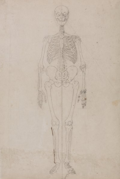 Studie av människofiguren, framifrån, från en jämförande anatomisk utläggning av människokroppens struktur med en tiger och en höns, ca 1795-1806 (grafit och bläck på papper) av George Stubbs