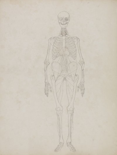 Studie av människofiguren, framifrån, från "En jämförande anatomisk utläggning av människokroppens struktur med en tiger och en höns", ca 1795-1806 (grafit och bläck på papper) av George Stubbs